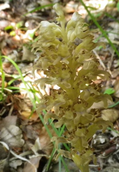 Un fiore sbiadito - Neottia nidus-avis